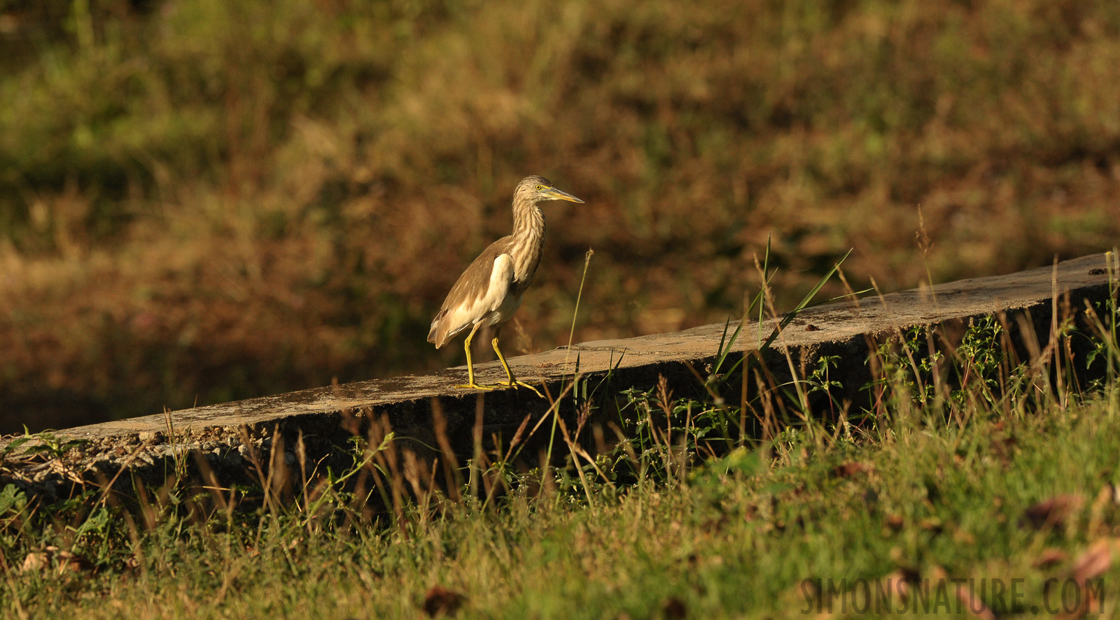 Ardeola grayii [360 mm, 1/2500 Sek. bei f / 8.0, ISO 1600]